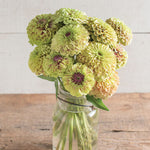 Zinnia Queen Lime Blush Imported heirloom non-gmo organic garden seeds