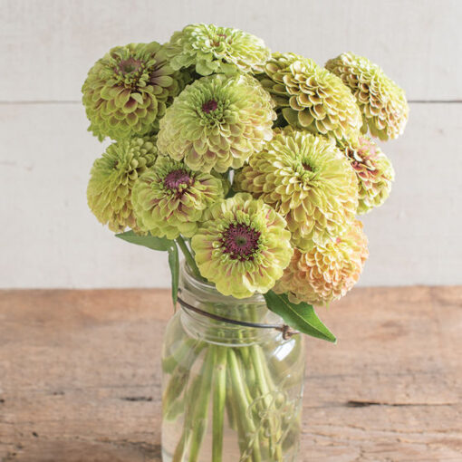 Zinnia Queen Lime Blush Imported heirloom non-gmo organic garden seeds