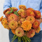 Zinnia Queen Lime Orange Imported heirloom non-gmo organic garden seeds