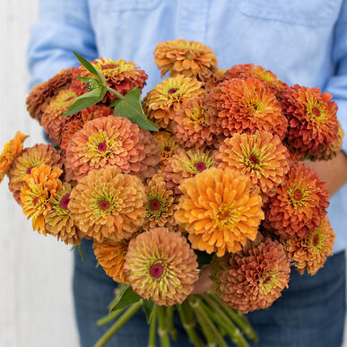 Zinnia Queen Lime Orange Imported heirloom non-gmo organic garden seeds