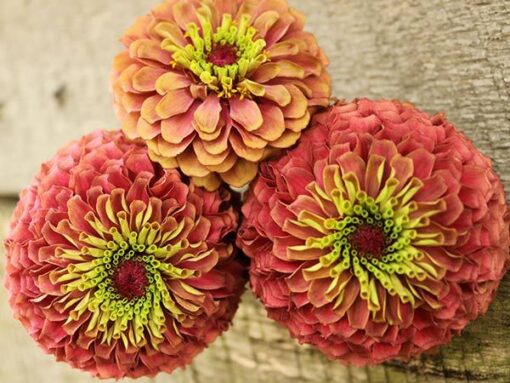 Zinnia Queen Red Lime Imported heirloom non-gmo organic garden seeds