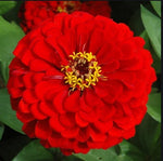 Zinnia Elegans Red Open Pollinated heirloom non-gmo garden seeds