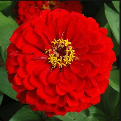 Zinnia Elegans Red Open Pollinated heirloom non-gmo garden seeds