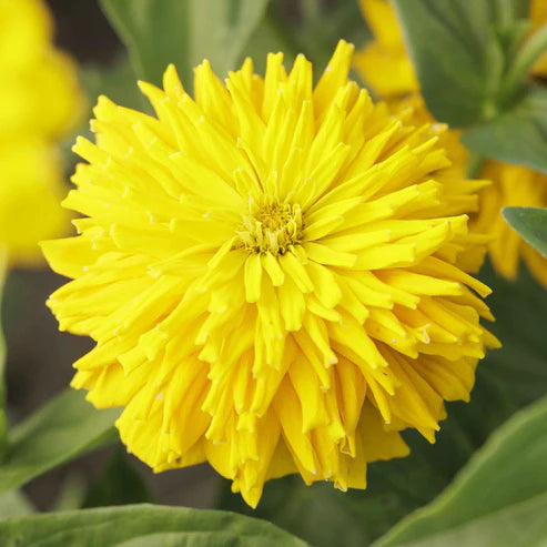 Zinnia Seeds - Super Cactus Sungod