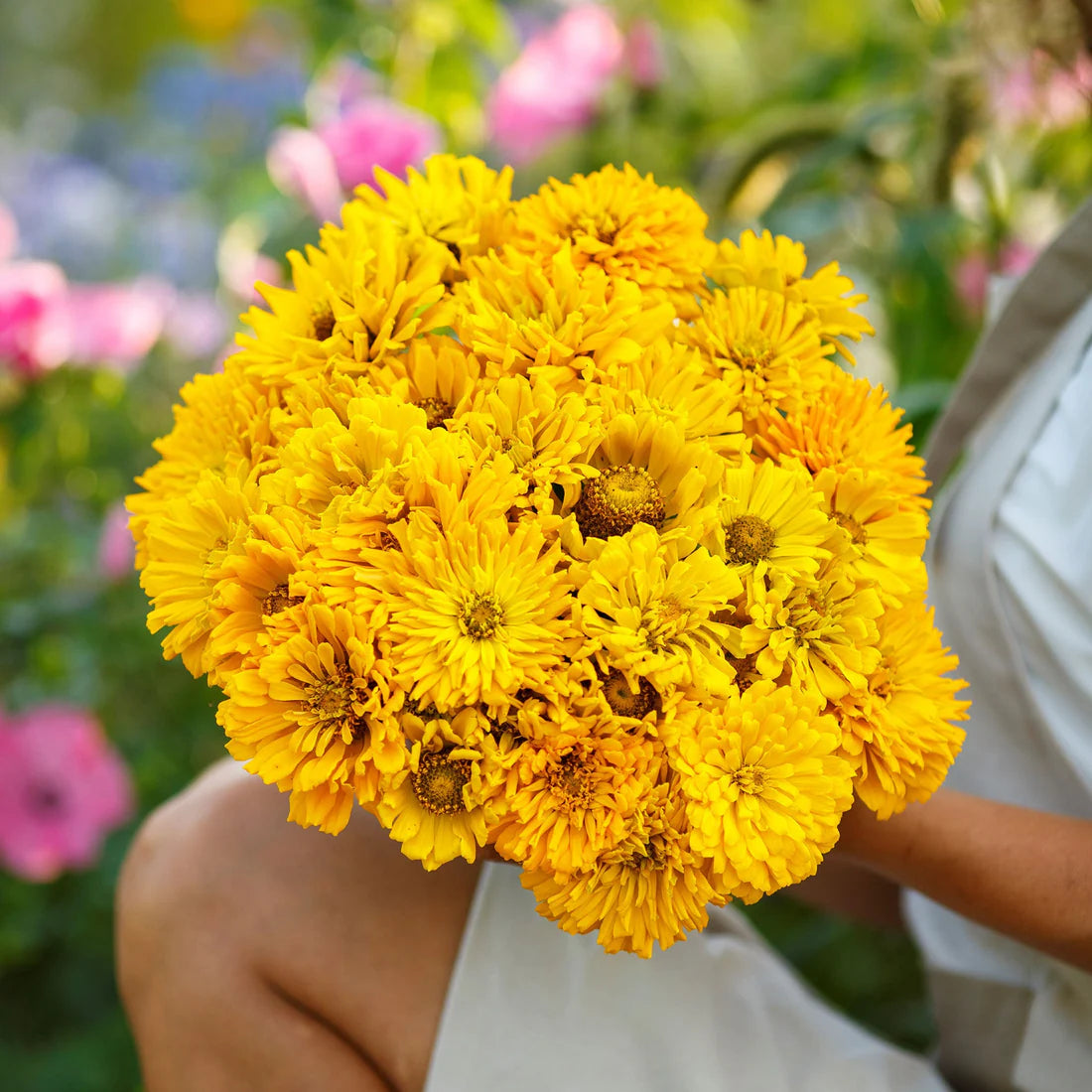 Zinnia Seeds - Super Cactus Sungod