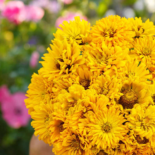 Zinnia Seeds - Super Cactus Sungod