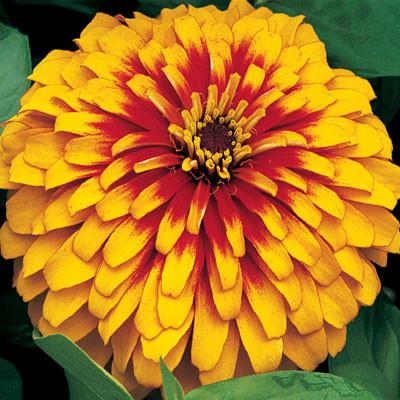 Zinnia Swizzle Scarlet Yellow Imported heirloom non-gmo organic garden seeds