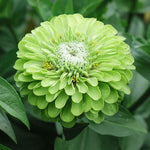 flowers high quality flower seeds for growing vibrant and colorful blooms in home gardens and landscapes organic flowers premium organic flower seeds for sustainable gardening and beautiful blossoms suitable for all climates