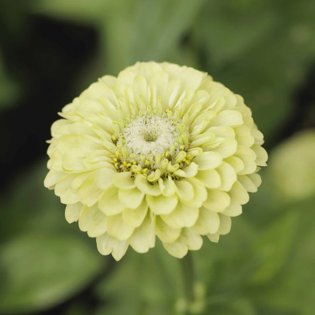 Zinnia Seeds - Tequila Lime