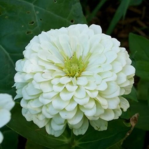 Zinnia Elegans White Open Pollinated heirloom non-gmo garden seeds