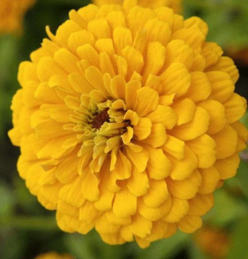 Zinnia Yellow Open Pollinated heirloom non-gmo garden seeds