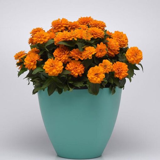 Zinnia Zahara Orange Imported heirloom non-gmo organic garden seeds