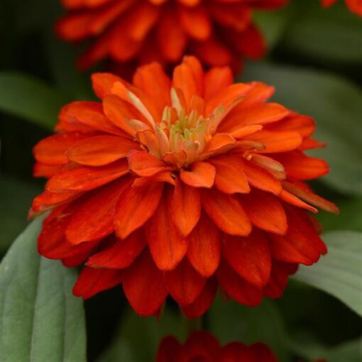 Zinnia Zahara Double Fire Imported heirloom non-gmo garden seeds