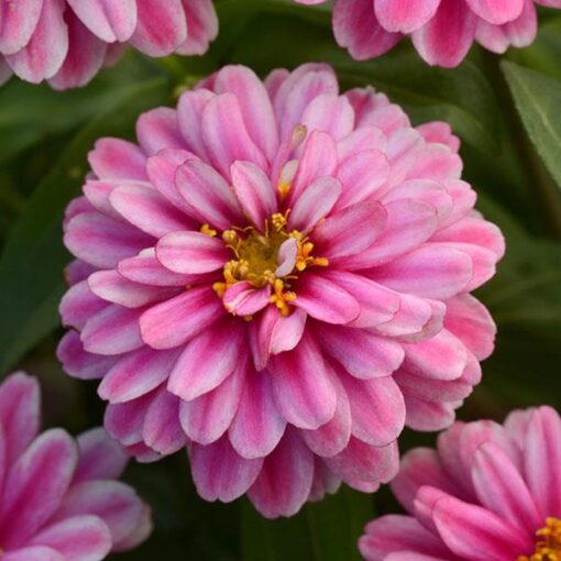 Zinnia Zahara Raspberry Double Imported heirloom non-gmo organic garden seeds