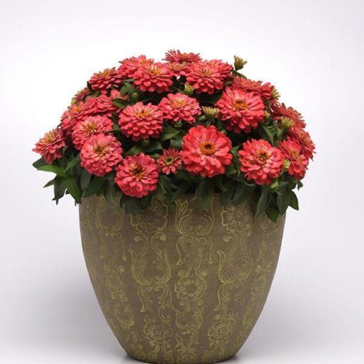 Zinnia Zahara Double Salmon Imported heirloom non-gmo garden seeds