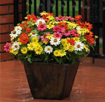 Zinnia Zahara Single Imported heirloom non-gmo organic garden seeds