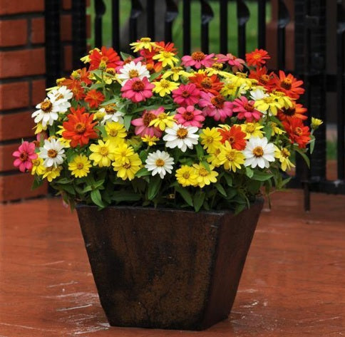 Zinnia Zahara Single Imported heirloom non-gmo organic garden seeds
