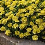 Zinnia Zahara Double Yellow Imported heirloom non-gmo garden seeds