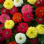 Zinnia Zahara Double Imported heirloom non-gmo organic garden seeds