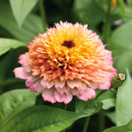 flowers high quality flower seeds for growing vibrant and colorful blooms in home gardens and landscapes organic flowers premium organic flower seeds for sustainable gardening and beautiful blossoms suitable for all climates