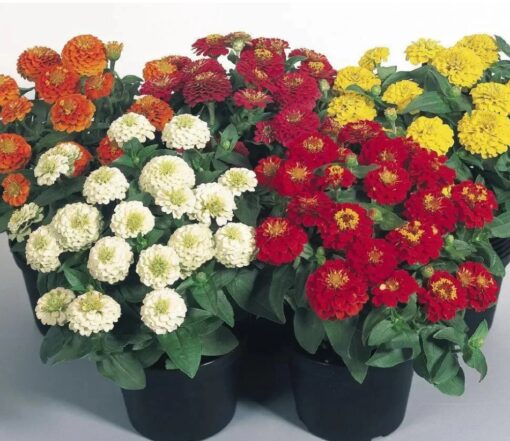 Zinnia Zinnita Imported heirloom non-gmo garden seeds