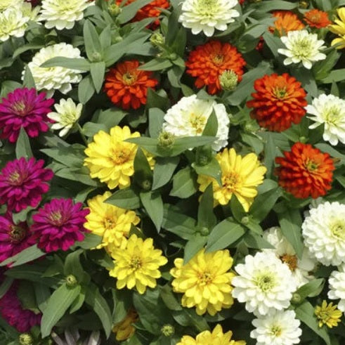Zinnia Zydeco Imported heirloom non-gmo organic garden seeds