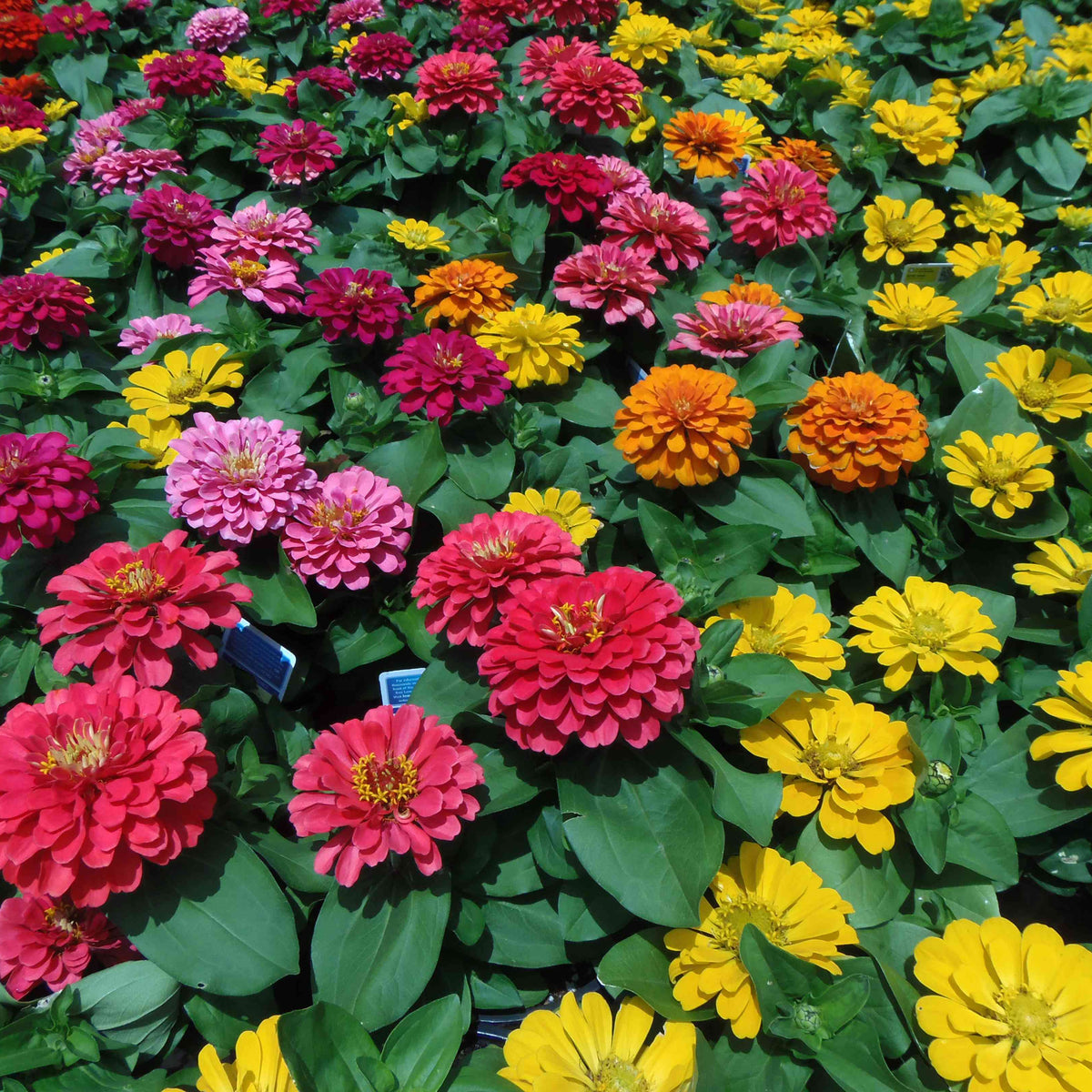 Colored Semi DIY Flower Plant Seeds