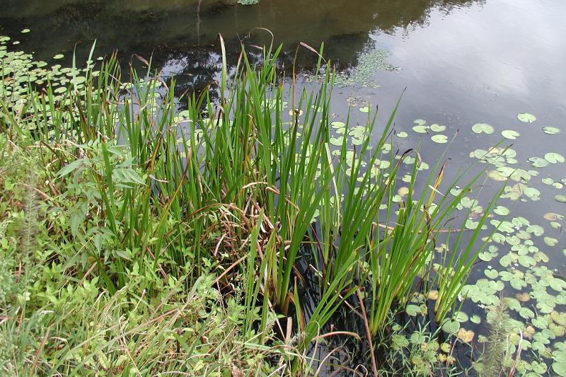 Zizania Zizania Latifolia Aquatic Vegetable Seeds for Planting – Nutrient - Rich Food for Backyard Aquatic Gardens - Dharaseeds