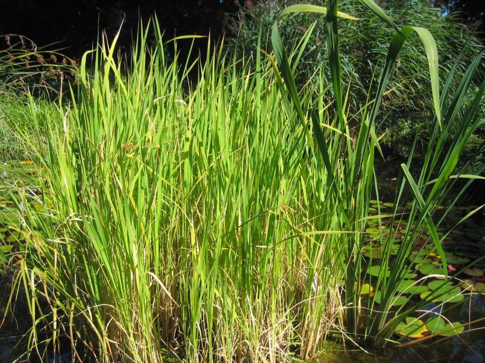 Zizania Zizania Latifolia Aquatic Vegetable Seeds for Planting – Nutrient - Rich Food for Backyard Aquatic Gardens - Dharaseeds