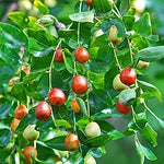 Ziziphus mauritiana jujube seeds for planting