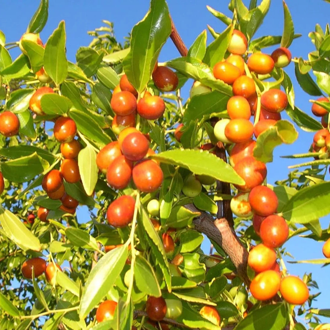 ziziphus mauritiana tree in outdoor garden