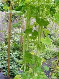 Zucchetta Vegetable Seeds for Planting - 100 Pcs pcs - Dharaseeds